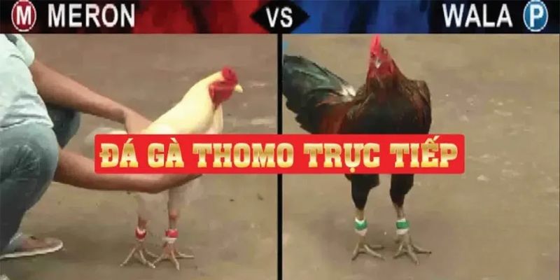 Quy định về cách xác định kết quả trong đá gà Thomo