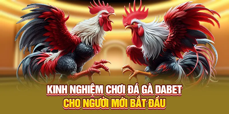 Đá Gà Dabet: Kênh Giải Trí Kịch Tính, Hấp Dẫn Mỗi Ngày